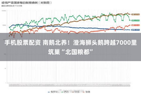 手机股票配资 南鹅北养！澄海狮头鹅跨越7000里筑巢“北国粮都”